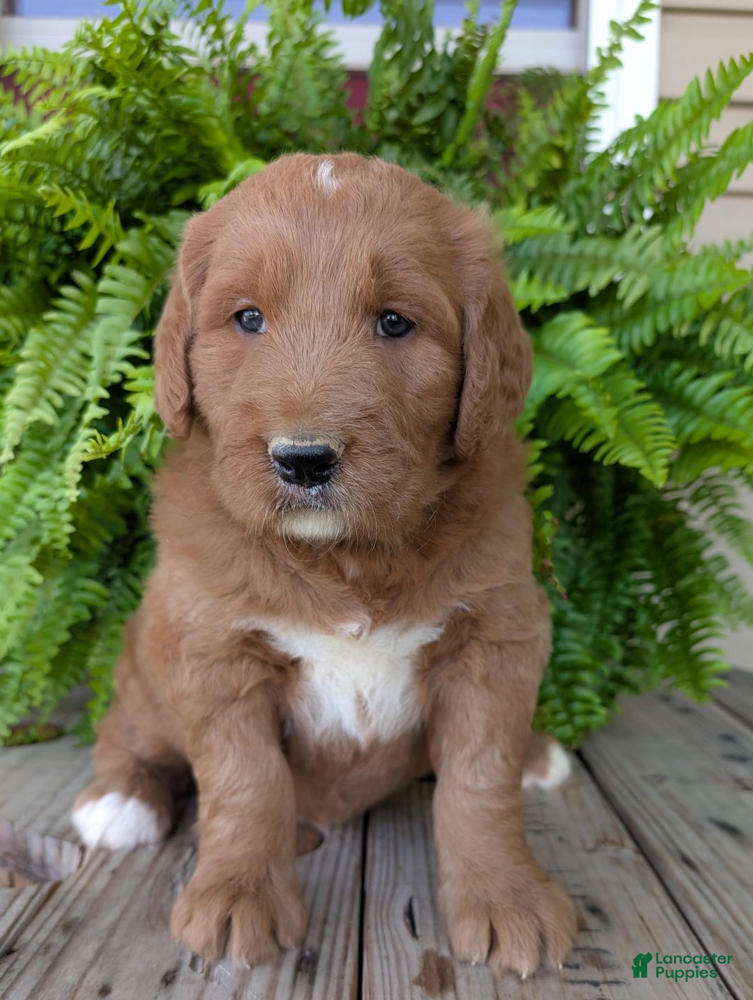 Goldendoodle dogs for sale: Ben - Image 2