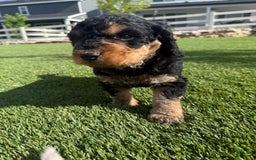 Bernedoodle dogs for sale: 10 - Image 7