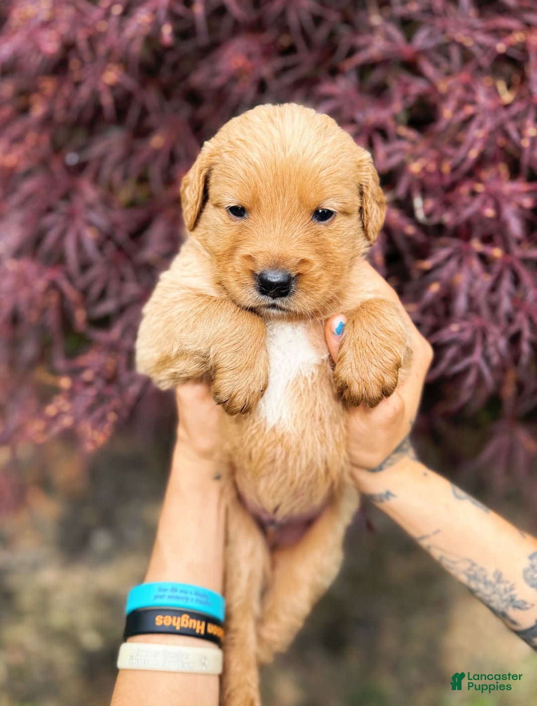 Golden Retriever dogs for sale: Pine - Image 8