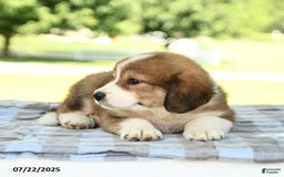 Great Pyrenees dogs for sale: Laddie - Image 2