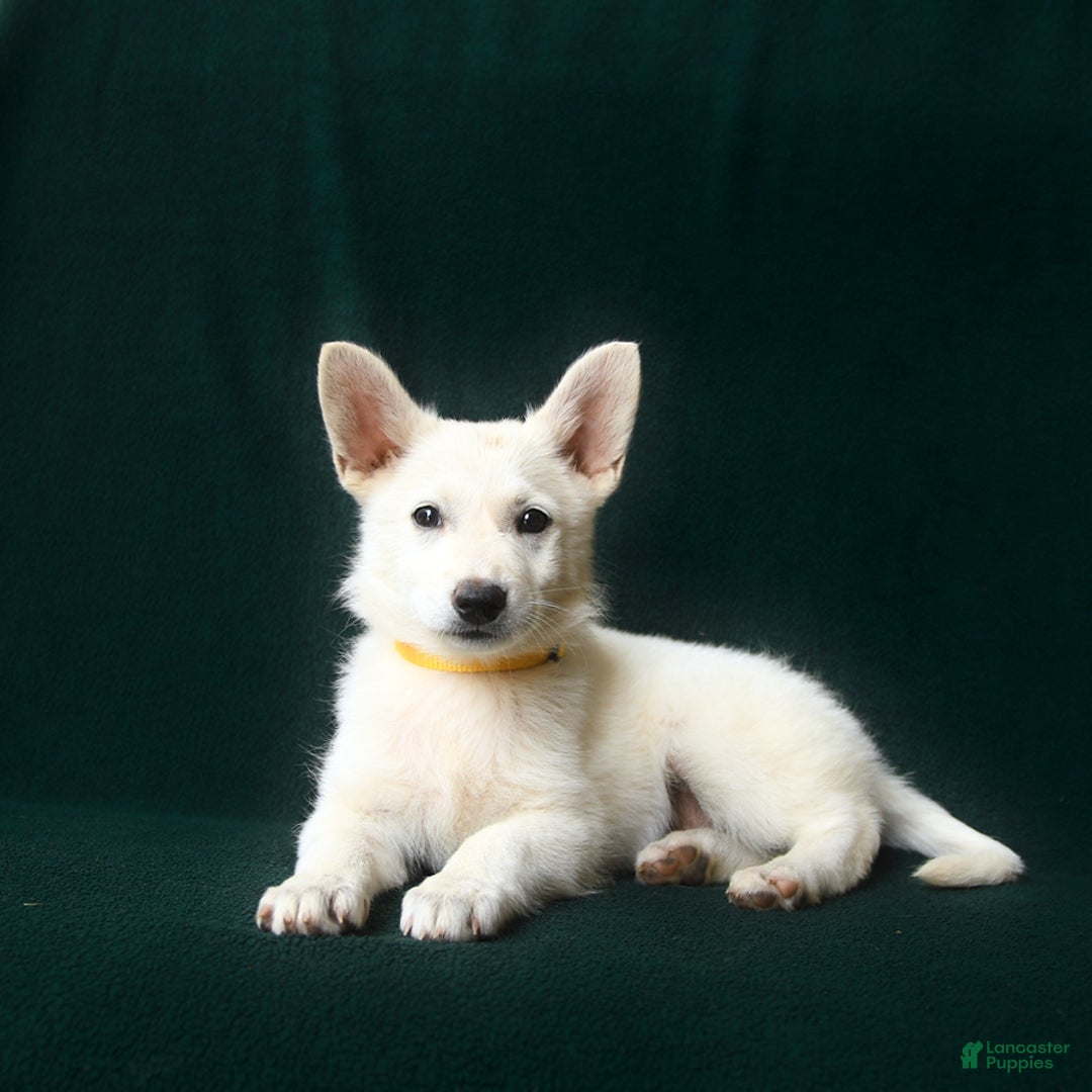 American Eskimo dogs for sale: Tansy - Image 2