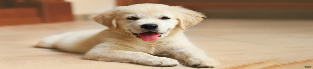 Mixed Breed Puppy 2