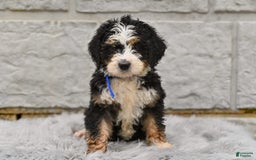 Bernedoodle dogs for sale: Rosy - Image 2