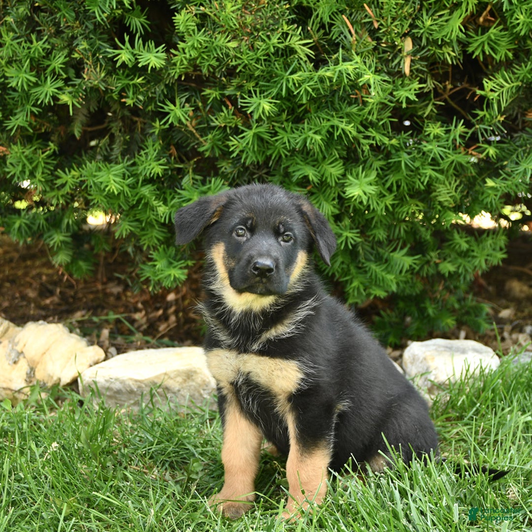 German Shepherd dogs for sale: Millie - Image 10