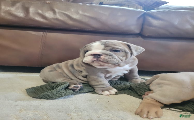 English Bulldog dogs for sale - Ad 4