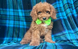 Cockapoo dogs for sale: Taco - Image 9