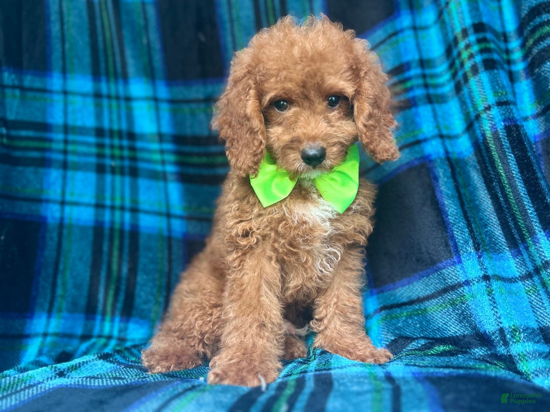 Cockapoo dogs for sale: Taco - Image 9