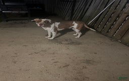 American Pit Bull Terrier dogs for sale: Pup 3 - Image 4