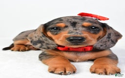 Miniature Dachshund dogs for sale: Snoopy - Image 4