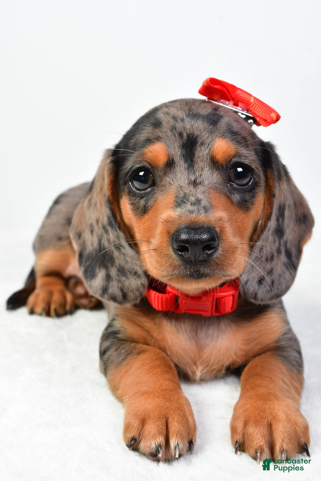 Miniature Dachshund dogs for sale: Snoopy - Image 4