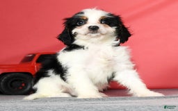 Cavapoo dogs for sale: Firecracker - Image 6