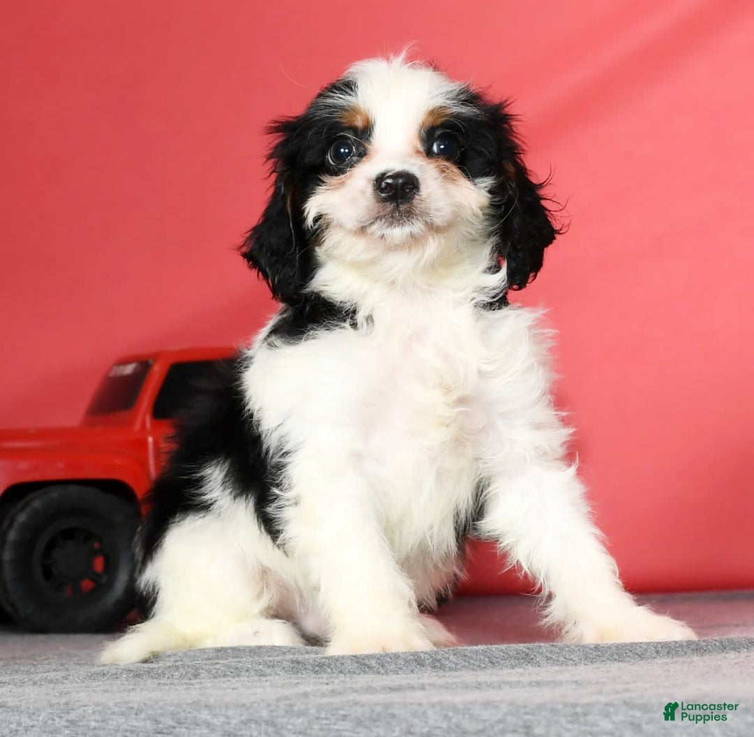 Cavapoo dogs for sale: Firecracker - Image 6