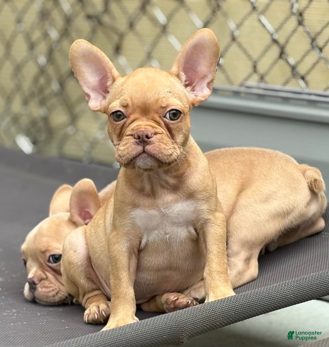 French Bulldog dogs for sale: Cady - Image 1