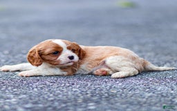Cavalier King Charles Spaniel dogs for sale: Teddy - Image 2