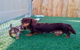 Miniature Dachshund dogs for sale: Forest - Image 11