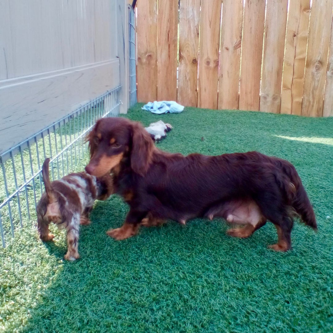 Miniature Dachshund dogs for sale: Forest - Image 11
