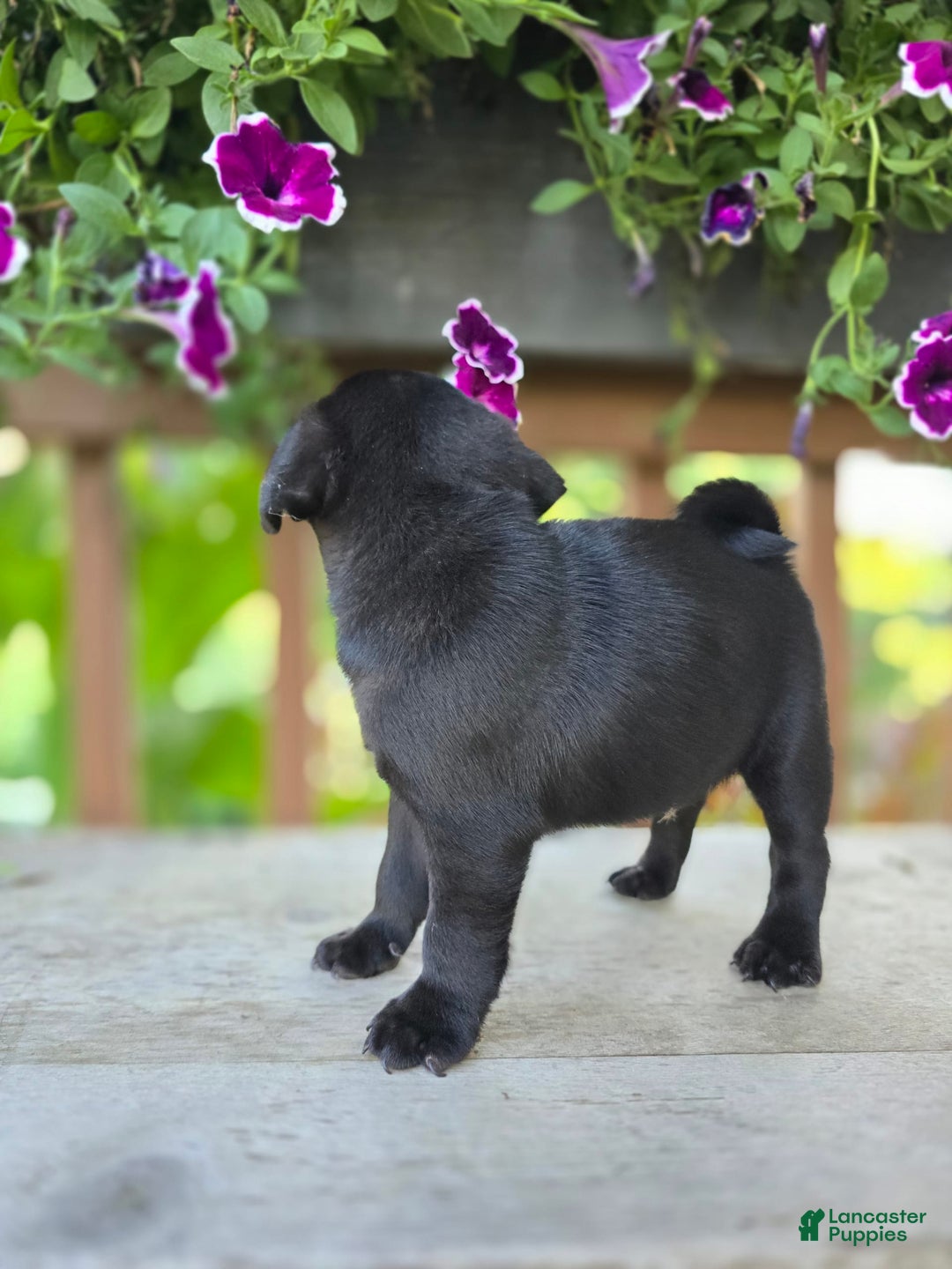 Pug dogs for sale: Pokey - Image 2