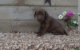 Labrador Retriever dogs for sale: Brenda - Image 5