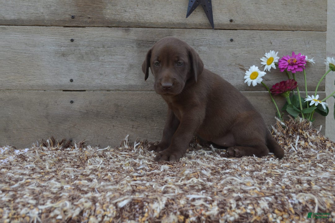Labrador Retriever dogs for sale: Brenda - Image 5