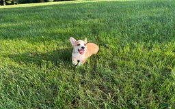 Welsh Corgi Pembroke dogs for sale: Molly - Image 10