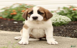 Saint Bernard dogs for sale: Cherry - Image 3