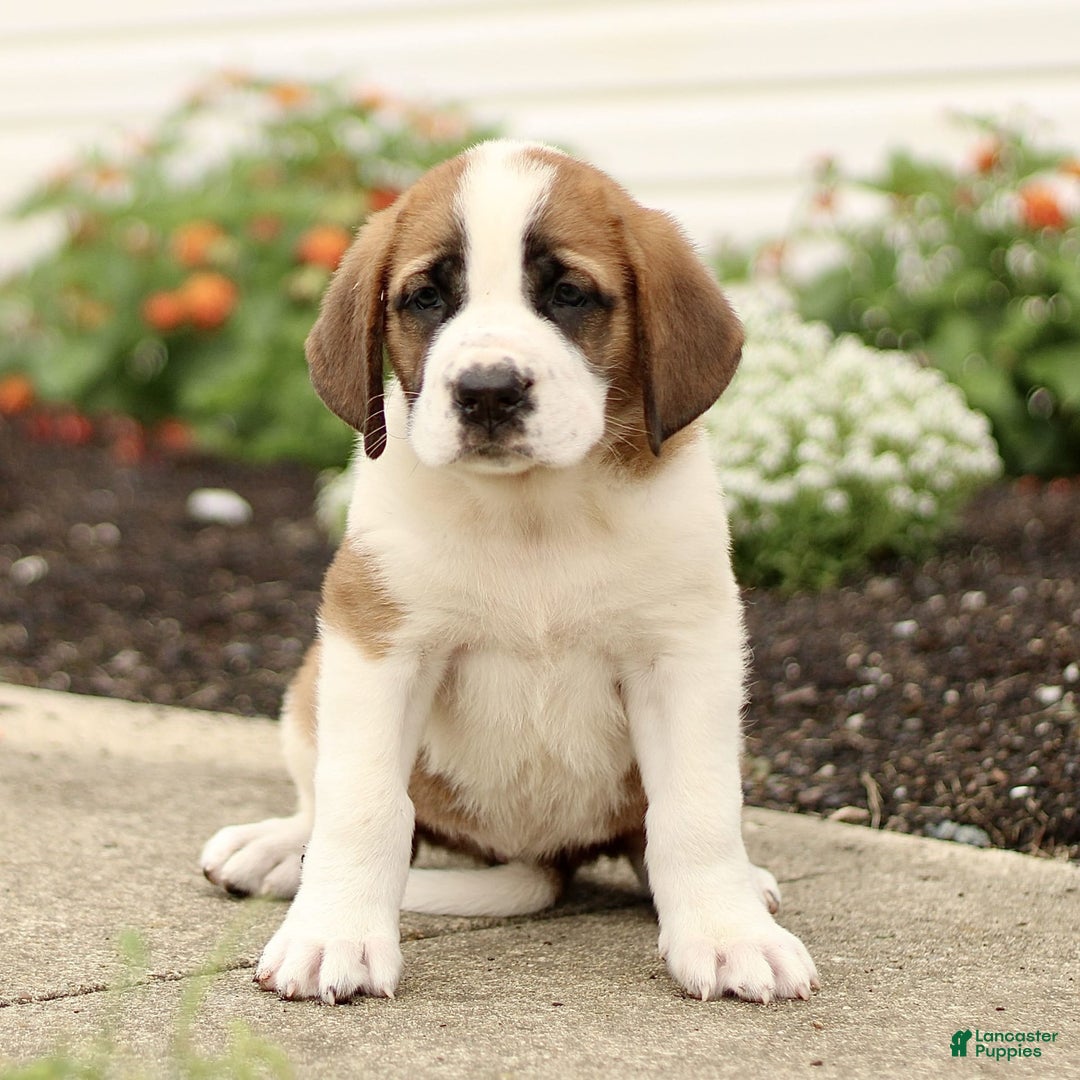 Saint Bernard dogs for sale: Cherry - Image 3