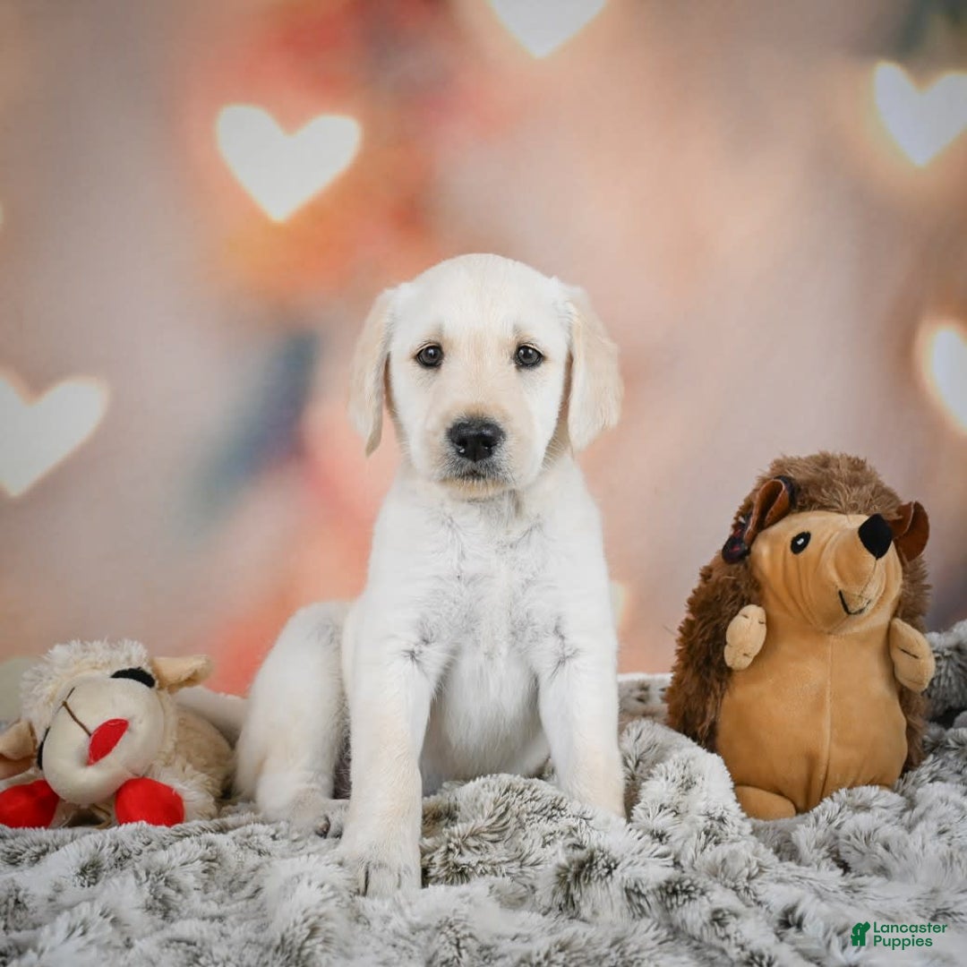 Labradoodle dogs for sale: Ryley - Image 4