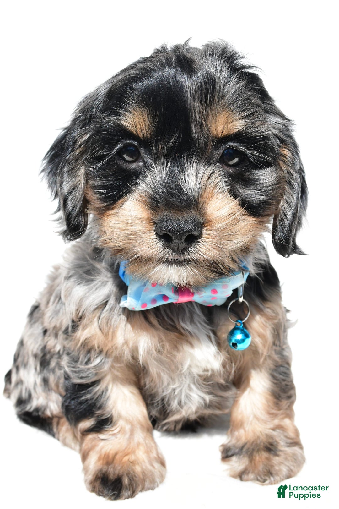 Cockapoo dogs for sale: Will - Image 2