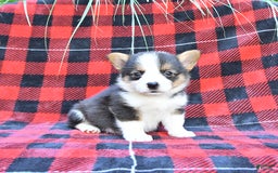 Welsh Corgi Pembroke dogs for sale: Sparky - Image 5