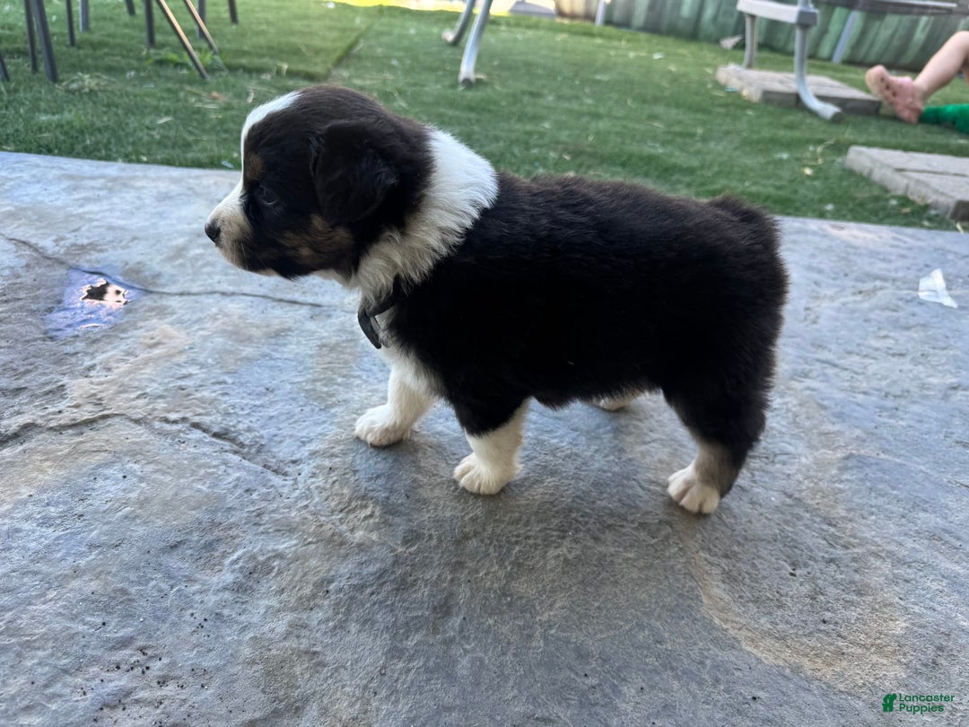 Australian Shepherd dogs for sale: Black Collar - Image 3
