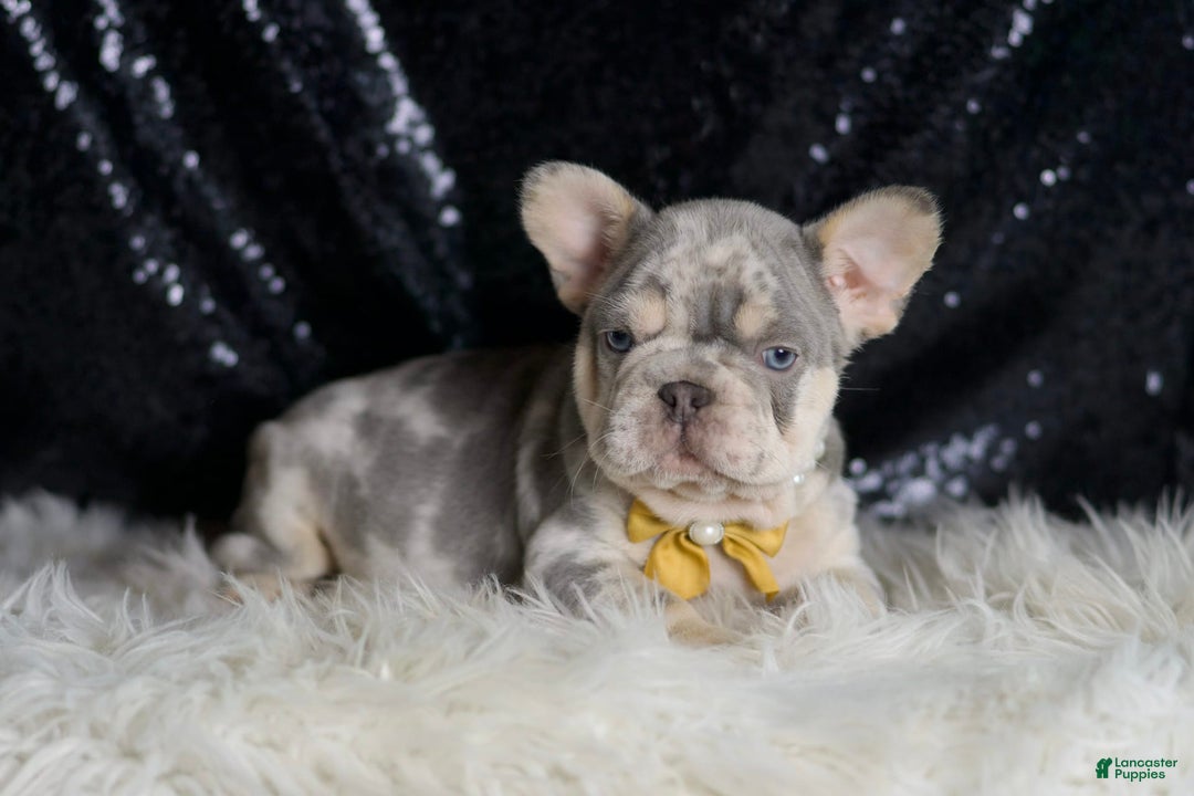 French Bulldog dogs for sale: Mr. Wrinkles - Image 2