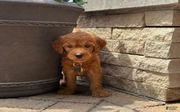 Goldendoodle dogs for sale: Rocky - Image 2