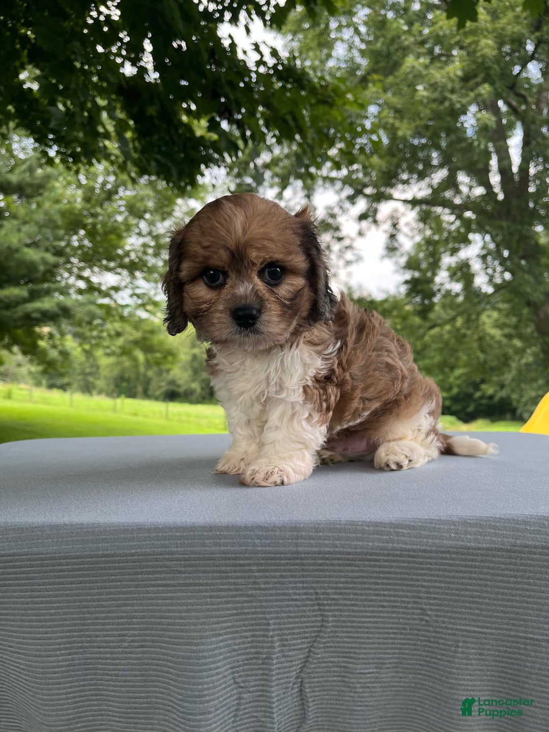 Cavapoo dogs for sale: Diego - Image 1