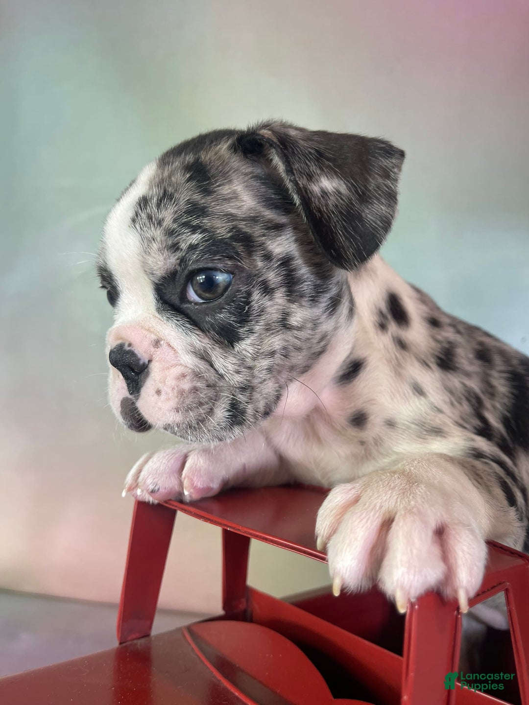 Frenchton dogs for sale: Cookie Dna Clear - Image 9