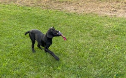 Great Dane dogs for sale: Areona - Image 12