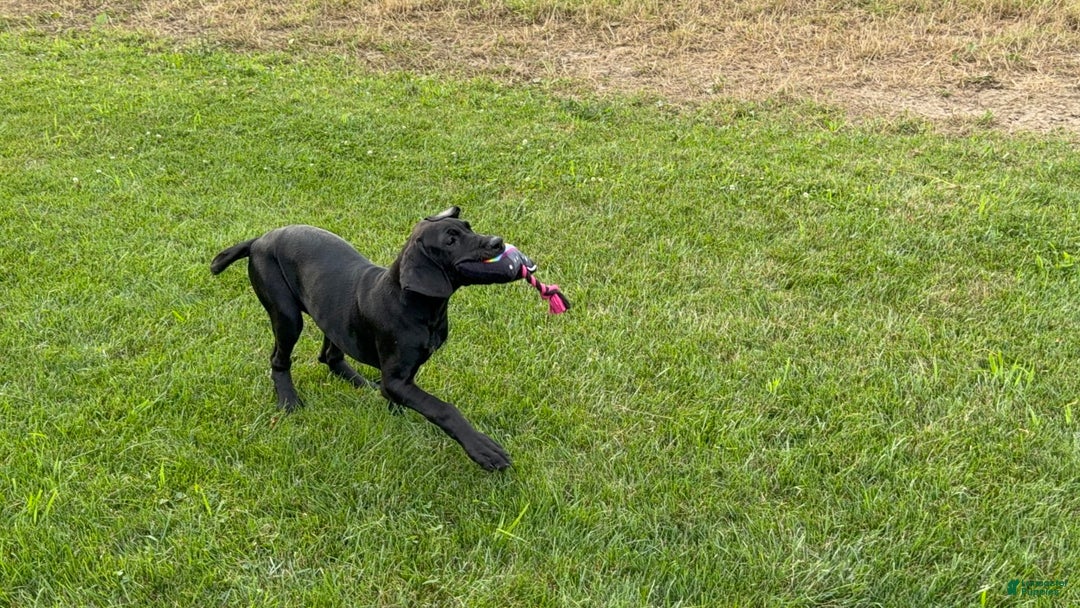 Great Dane dogs for sale: Areona - Image 12
