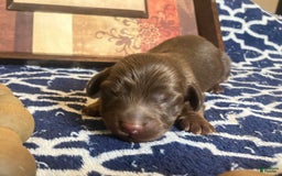 Dachshund dogs for sale: Molly - Image 2