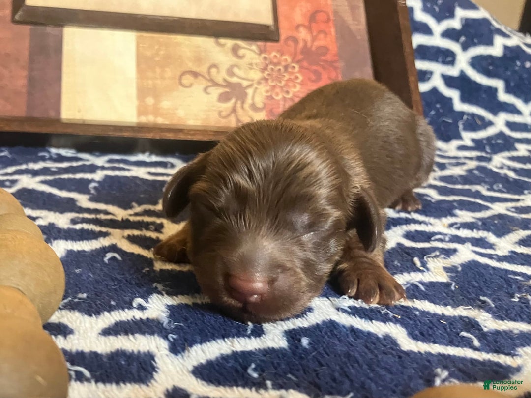 Dachshund dogs for sale: Molly - Image 2
