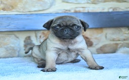 Pug dogs for sale: Hazel - Image 1