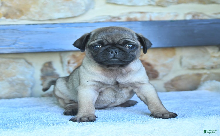 Pug dogs for sale - Ad 4