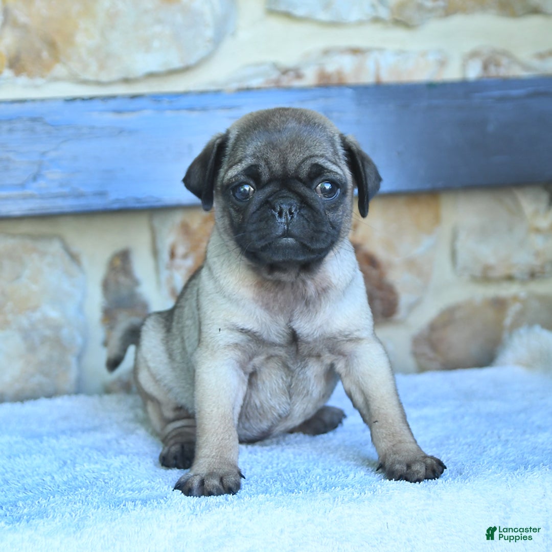 Pug dogs for sale: Hazel - Image 1