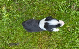 Border Collie dogs for sale: Bandit - Image 2