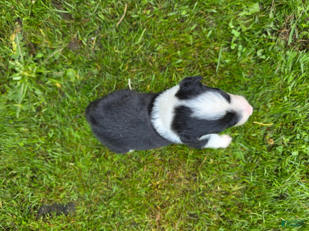 Border Collie dogs for sale: Bandit - Image 2