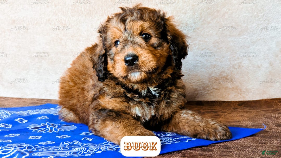 Bernedoodle dogs for sale: Buck - Image 8