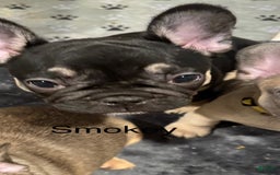 French Bulldog dogs for sale: Smokey - Image 11