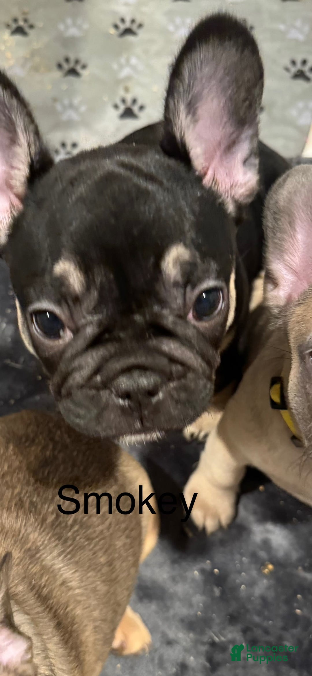 French Bulldog dogs for sale: Smokey - Image 11