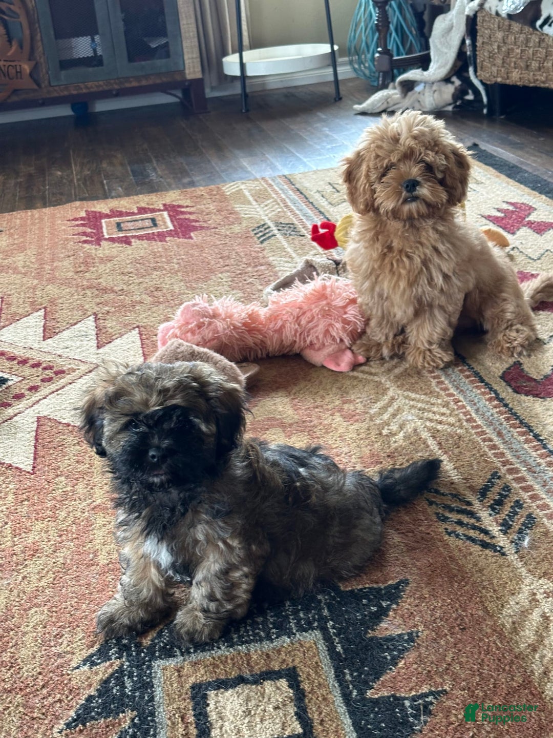 Shihpoo dogs for sale: Pickles - Image 4