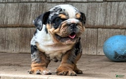 English Bulldog dogs for sale: Prince - Image 5