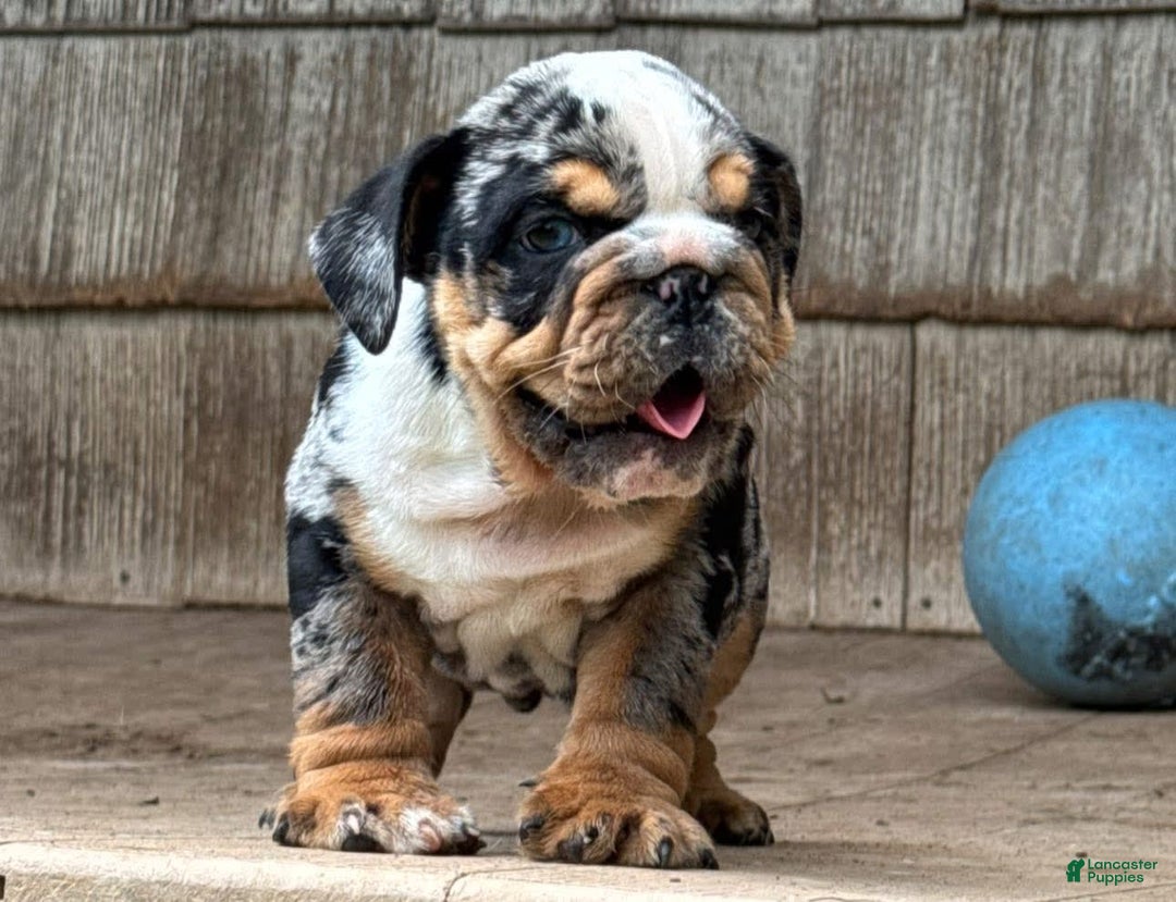 English Bulldog dogs for sale: Prince - Image 5