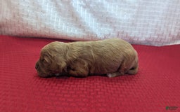 Cavapoo dogs for sale: Garrett - Image 3
